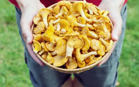 Hände halten einen Korb voller frischer Pfifferlinge, bereit zum Putzen.