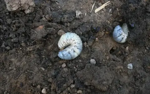 Gros vers blancs, larves de hanneton, se tortillent dans la terre sombre, potentiellement dans les pots de fleurs.
