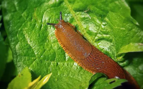 Lumache rosse su foglia verde bagnata.