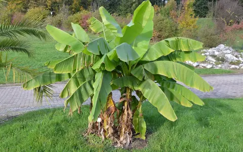 Gros bananier Musa basjoo avec de grandes feuilles vertes dans un jardin.