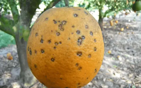 Naranja con manchas oscuras, indicativo de enfermedades de los naranjos. El árbol y otras frutas se ven borrosos al fondo.