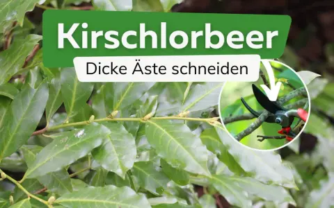 Kirschlorbeer: dicke Äste schneiden mit einer Gartenschere.