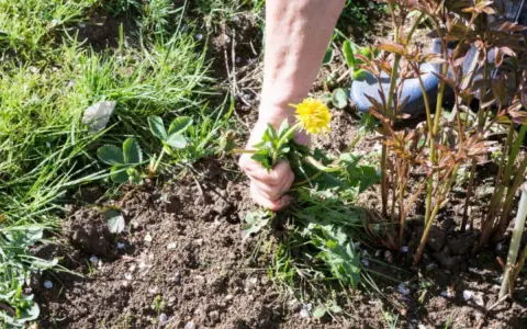 Main arrachant une **mauvaise herbe envahissante** avec sa fleur jaune, près de jeunes pousses de pivoines.