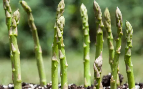 Des jeunes pousses d'asperges vertes émergent du sol, montrant comment poussent les asperges.