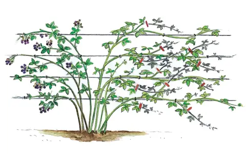 Brombeeren wachsen am Spalier. Grüne Triebe mit Beeren und Zweige mit roten Markierungen sind zu sehen.