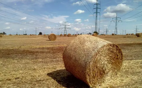 Pole pełne słomy, gdzie każdy balot, choć nie wiemy ile waży, stanowi część krajobrazu pod liniami energetycznymi.