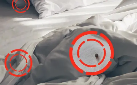 Una chinche en la cama, señalada con círculos rojos. Aprende cómo quitar las chinches de la cama para un descanso seguro.