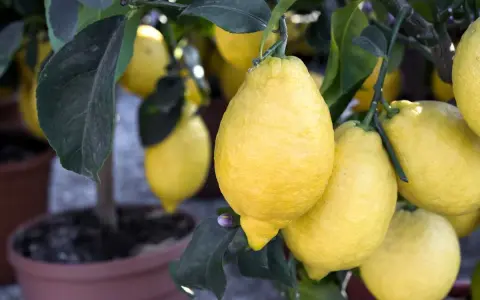Citronnier en pot, chargé de citrons jaunes. Un bon engrais citronnier a permis cette belle récolte.