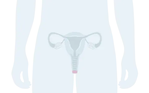 Illustration av kvinnliga könsorgan. En illustration som visar livmoder, äggledare och äggstockar. Ibland kan man uppleva luft ur underlivet.