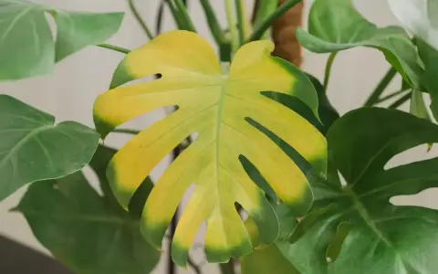 Monstera żółknie, liść traci zielony kolor, stając się jasnożółty.