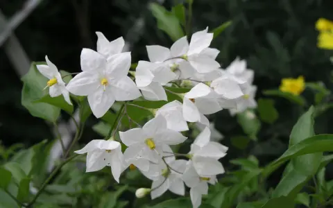 Ein Strauß zarter, weißer Jasmin blumen mit gelben Staubgefäßen, umgeben von grünen Blättern.
