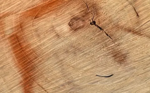 Przekrój drewna z widocznymi słojami i pomarańczową plamą, sugerującą domowe sposoby na rozjaśnianie drewna.