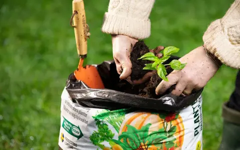 Händer planterar en planta i påse med torvfri jord. En liten spade ligger bredvid.