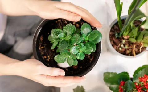 Delikatne dłonie otaczają doniczkę z zieloną rośliną, pokazując, jak dbać o kalanchoe. Krople wody na liściach sugerują świeże podlewanie.
