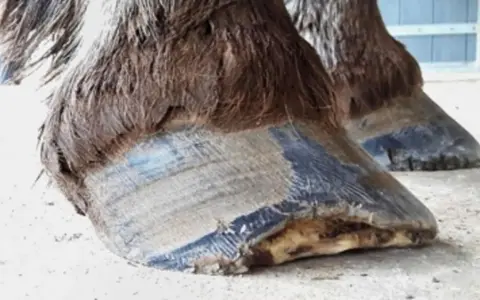 Gros plan sur les sabots d'un cheval, l'un d'eux semble avoir une fourmilière sabot cheval.