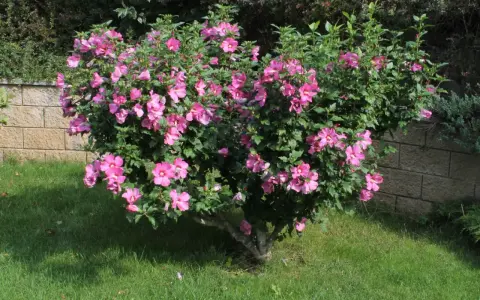 En frodig hibiskus utomhus blommar med rosa blommor. Busken står på en gräsmatta intill en stenmur.