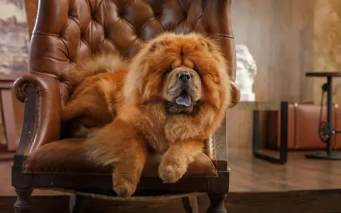 Puszysty chow chow waga idealna do przytulania, wyleguje się na skórzanym fotelu.