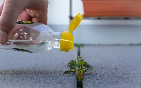 Dłoń wylewa ocet na chwasty rosnące w szczelinie chodnika. Naturalny sposób na pozbycie się niechcianej roślinności.
