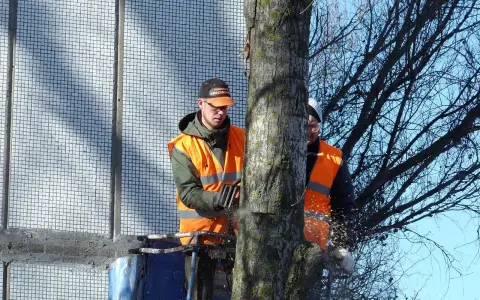 Wycinka drzew na działce rolnej. Dwóch drwali w podnośniku używa piły łańcuchowej do ścinania drzewa.