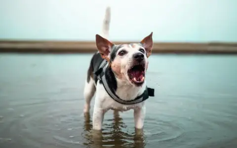 Chien dans l'eau, aboyant fort. Comment faire pour que mon chien arrête d'aboyer ? Ce petit chien semble avoir beaucoup à dire !