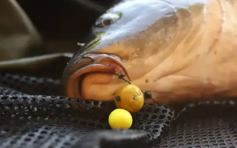 Karp z przynętą na haku na siatce wędkarskiej.