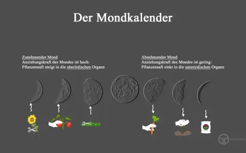 Der Mondkalender zeigt, wie der Mond den Garten beeinflusst: Zunehmender Mond fördert oberirdisches Wachstum, abnehmender Mond unterirdisches.