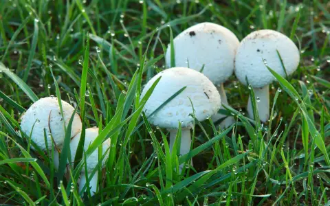 A cluster of white lawn mushrooms emerges from dewy green grass, glistening with morning droplets.