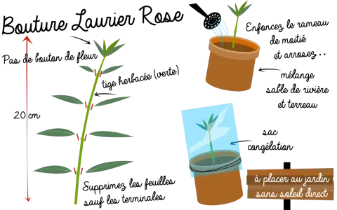Illustration montrant comment faire une bouture de laurier rose : coupe de tige, mise en pot et protection. À placer au jardin sans soleil direct.