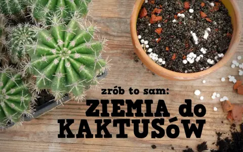 Kaktusy w doniczce i ziemia do kaktusów. Czy ziemia do kaktusów nadaje się do innych kwiatów? Dowiedz się, jak zrobić własną mieszankę.
