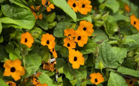 Des fleurs orange vif, comme des suzanne aux yeux noirs, s'épanouissent parmi le feuillage vert luxuriant.