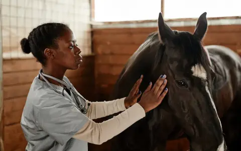 Vétérinaire examinant un cheval, peut-être pour une blessure éperon cheval.