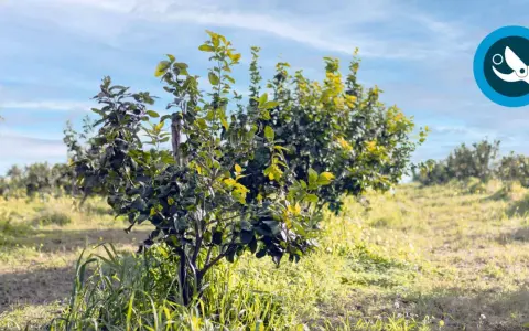 Joven limonero en un campo soleado, listo para ser podado. El cielo azul y las nubes completan la escena.