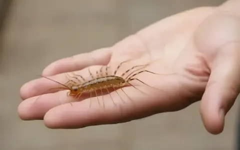 Długonoga stonoga na dłoni. To stworzenie, czego nie lubią opuchlaki, poluje na szkodniki.