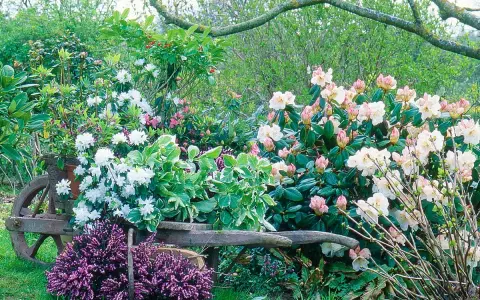Un chariot de jardin rempli de rhododendrons blancs et roses, avec de la bruyère violette au premier plan. Une belle plante pour bordure sans entretien.