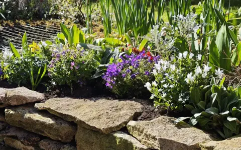 Un parterre fleuri avec des campanules vivaces couvre-sol bleues et blanches, des tulipes jaunes et des feuillages verts.