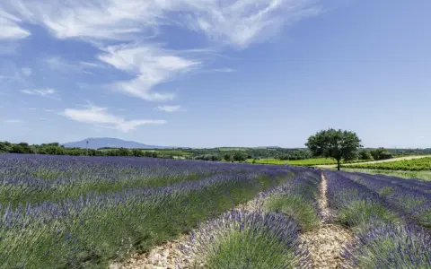 Champ de lavande à perte de vue sous un ciel bleu parsemé de nuages. Un arbre solitaire se dresse au milieu de ce paysage provençal.