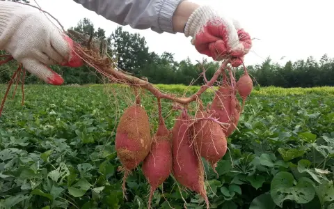 Gants rouges et blancs tenant une récolte de patates douces, la plante grimpante s'étendant sur un champ verdoyant.