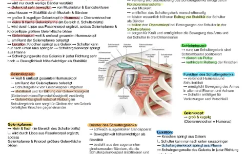 Das Schultergelenk mit seinem großen Gelenkkopf und der flachen Pfanne ermöglicht hohe Beweglichkeit. Die Funktion des Gelenkkopfes ist zentral für die Stabilität.