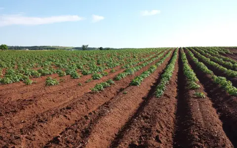 Vasto campo di patate in file ordinate su terreno rossastro. Il terreno fertile suggerisce il miglior concime per patate per una crescita rigogliosa.