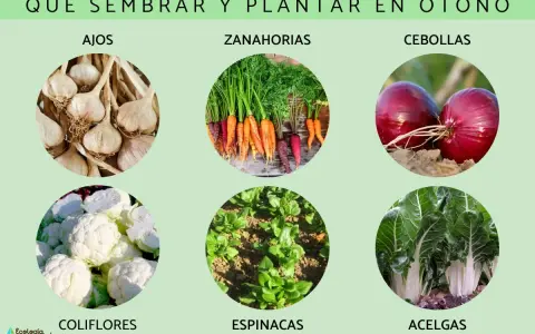 Ajos, zanahorias, cebollas, coliflores, espinacas y acelgas son algunas de las plantas de otoño ideales para sembrar.