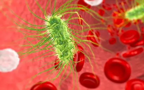 Bakteria escherichia coli w moczu, otoczona czerwonymi krwinkami.