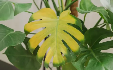 Monstera z żółtymi liśćmi, które tracą swój intensywny zielony kolor. Widać wyraźne przebarwienia, sugerujące potrzebę troski.