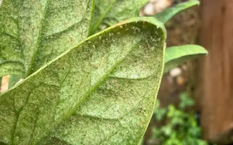 Close-up of a plant leaf covered in tiny black bugs, indicating a spider mite infestation.
