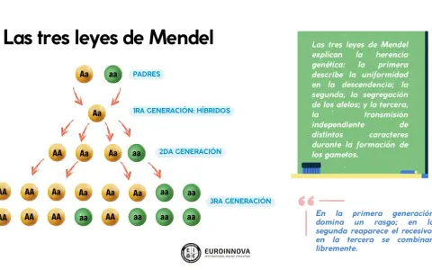 Diagrama de las leyes de Mendel, mostrando la herencia de alelos a través de generaciones. Ejemplos de ley de Mendel.