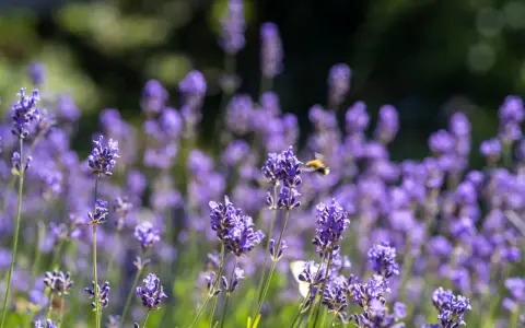 En humla flyger över en fält av lila timjan blomma i solljus.