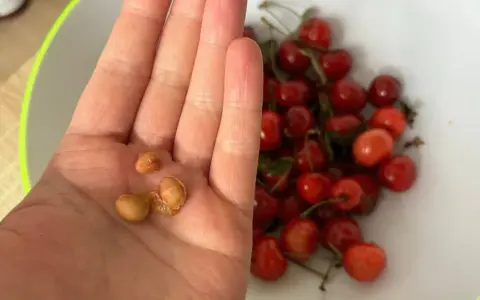 Pestki czereśni w dłoni, gotowe do próby, jak sadzić czereśnie z pestki. W tle miska pełna owoców.