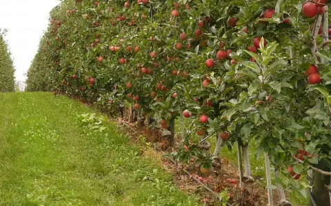 Rząd jabłoni uginających się pod ciężarem czerwonych owoców. Widać system nawadniania, który pomaga w uprawie, podobnie jak składniki odżywcze, np. azofoska.