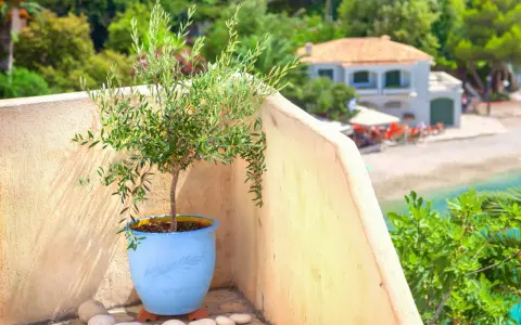 Un jeune olivier prêt à être rempoté, sur une terrasse ensoleillée avec vue sur la mer et une maison méditerranéenne.