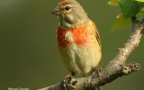 Pájaro pardillo con pecho anaranjado posado en una rama.