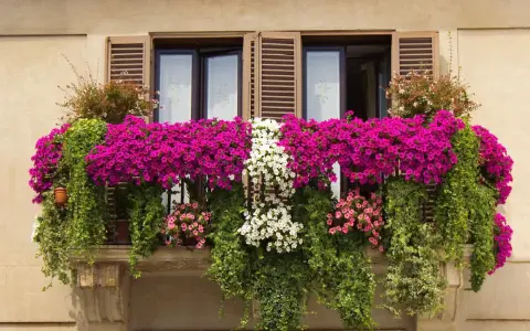 Balkon pełen kwitnących petunii i bluszczy. Wśród nich można rozpoznać kwiaty balkonowe nazwy: petunia, lobelia.